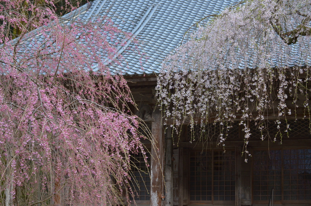 西雲寺　しだれ桜