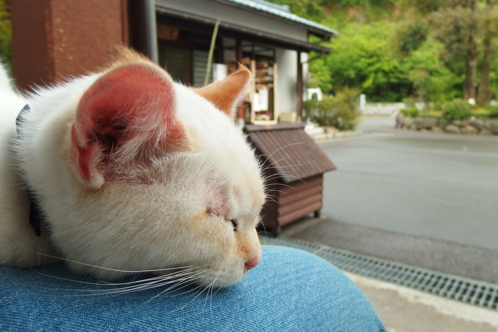 猫さん、う、動けないのですが。