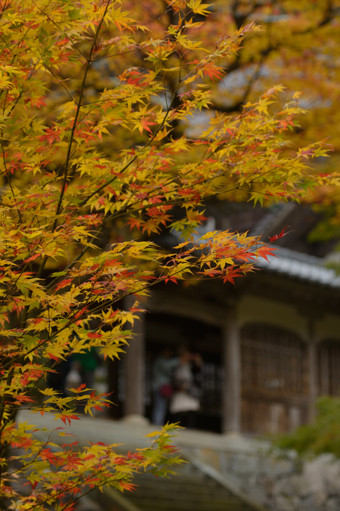 永平寺　紅葉　黄色