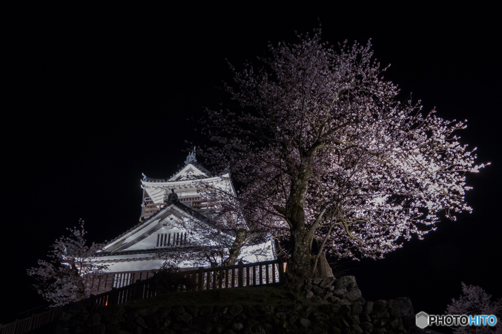 越前大野城　夜桜