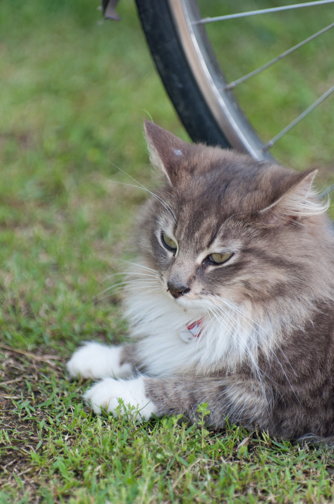 猫