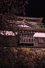 丸岡城　桜　ライトアップ