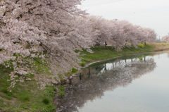 春　桜の季節
