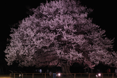 夜桜を眺めて　エドヒガン　樹齢140年以上