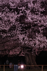夜桜を見上げて