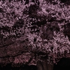 夜桜を見上げて