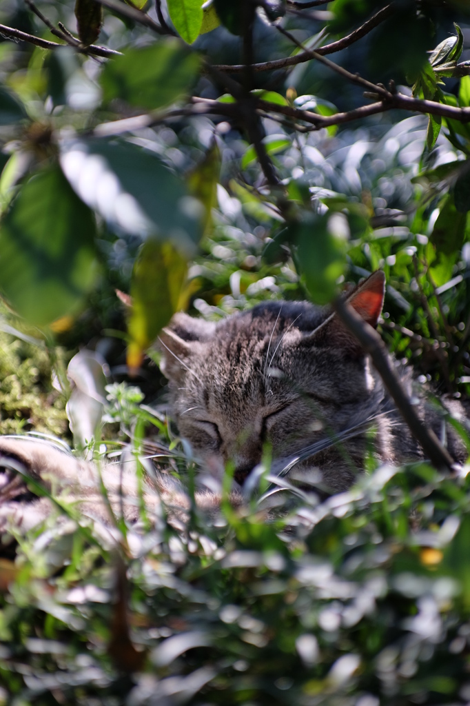 春うららかな猫さん