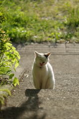 ふわぁ、春だにゃ