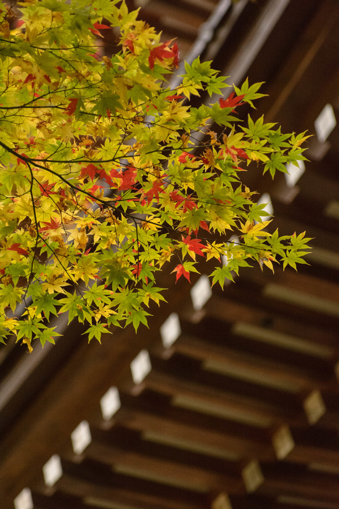 見上げてみる永平寺