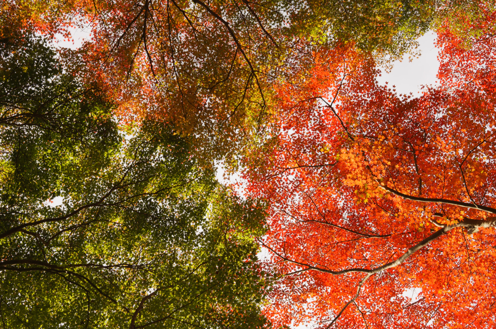 見上げてみたら、紅葉の三つ巴