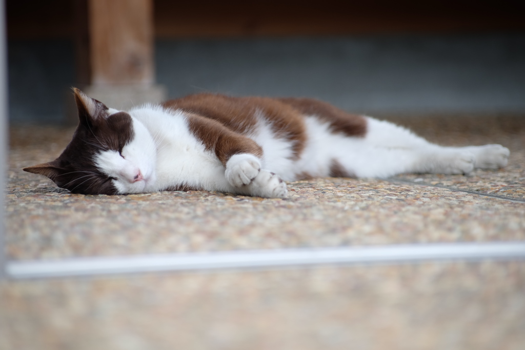 寝てる猫