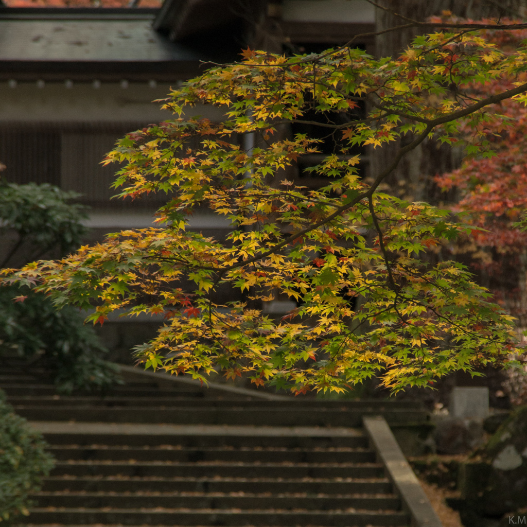 三色混合の紅葉