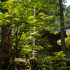 「夏　緑　永平寺」