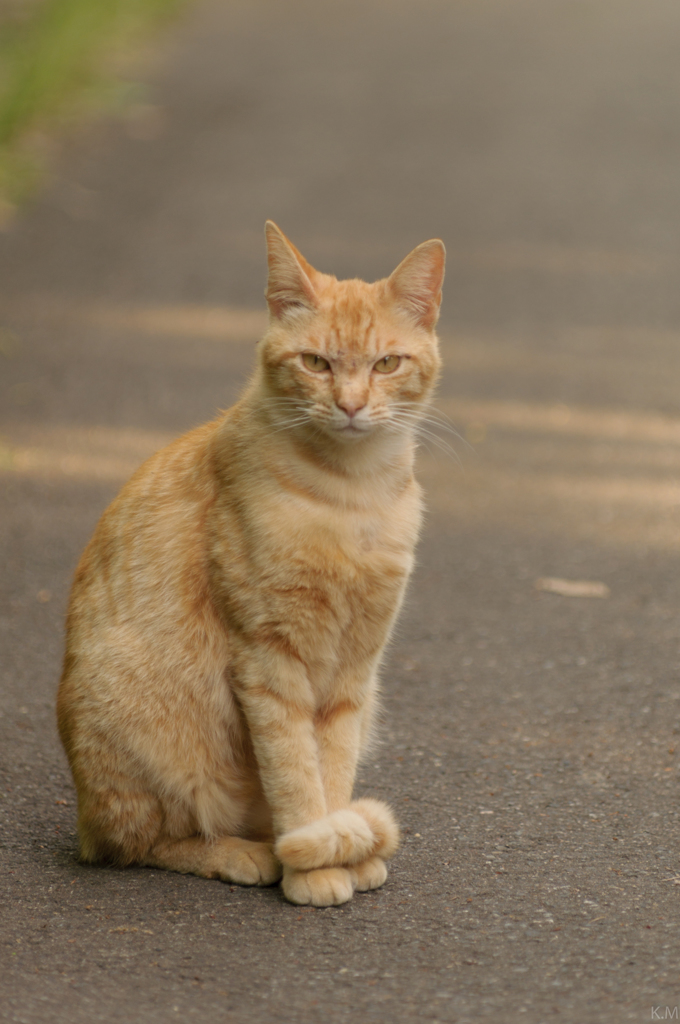 きりっとしたポーズ猫さん