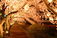 夜桜