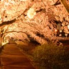 夜桜
