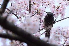 桜の蜜に誘われて