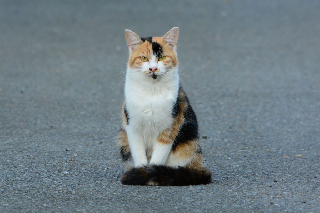 ちょこんとお座り