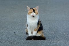 ちょこんとお座り