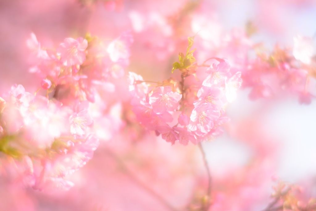 ほんわか桜