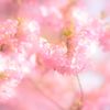 ほんわか桜