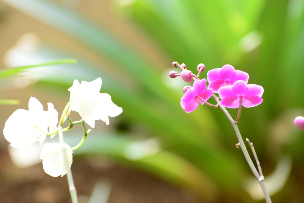 花の後ろ姿