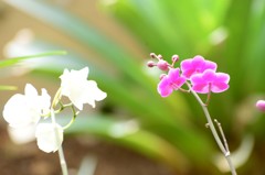 花の後ろ姿