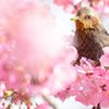 くちばし花粉だらけ
