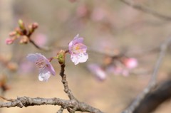 春の気配