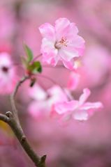 ピンク色に鮮やかに咲く花海棠