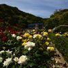 鎌倉文学館　バラの畑