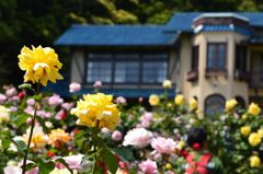 バラと館