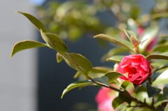 on the way to bloom