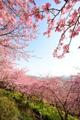 桜の咲く丘より