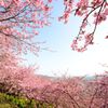 桜の咲く丘より