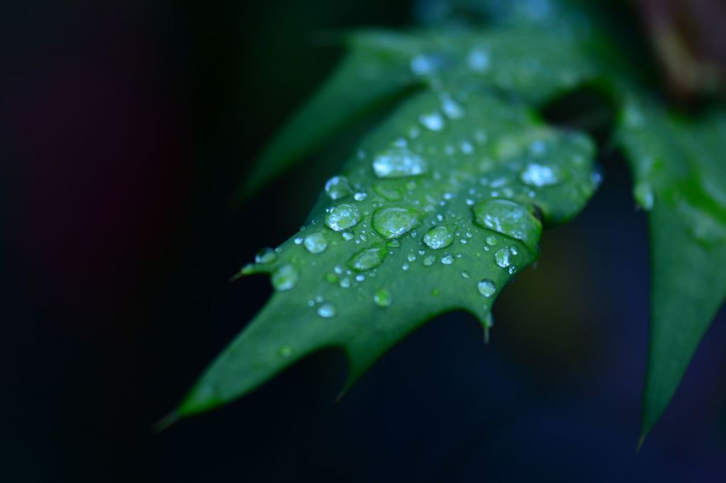 Water drop on the leaf