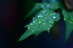 Water drop on the leaf