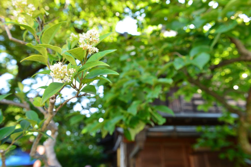 夏の気配