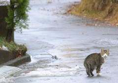 雪の残る道を進む