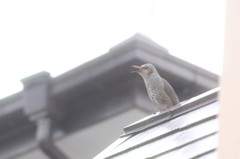 ヒヨドリ