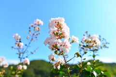 サルスベリの花