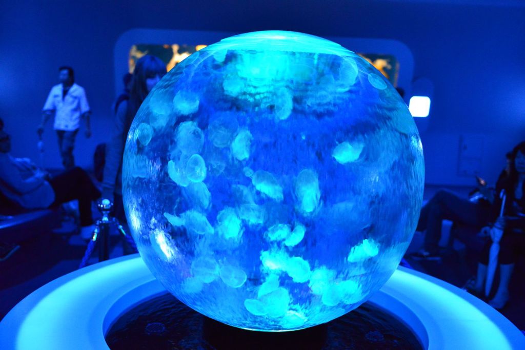クラゲの水晶玉