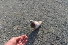 ハトと戯れ