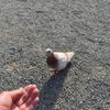 ハトと戯れ