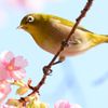 初めてのメジロ撮影