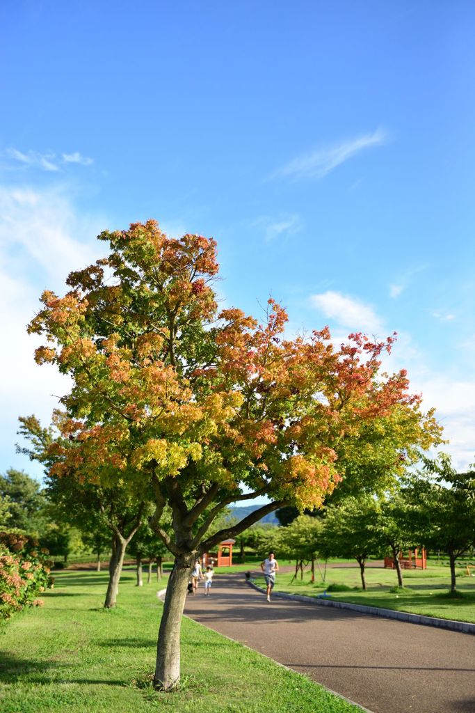 1本だけ紅葉するモミジ
