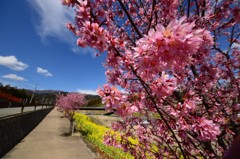 水無川沿い (2)