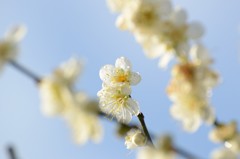 朝日に照らされて