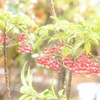 雫