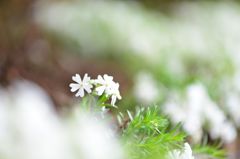 小さな白い花